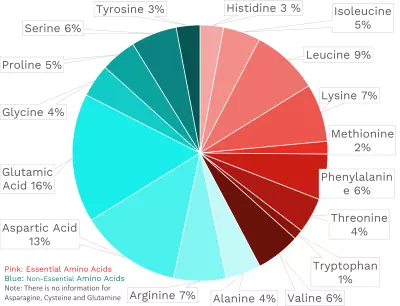 Visual graphic of amino acid distribution in great northern beans.