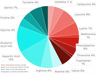 Visual graphic of amino acid distribution in lima beans.