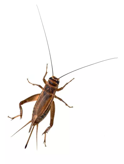 An image of a cricket.