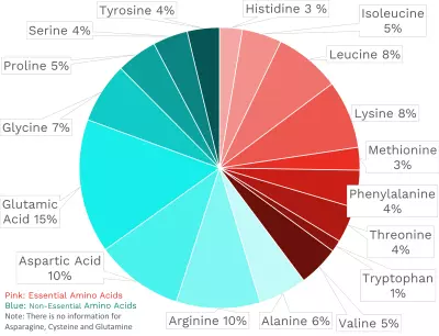 Visual graphic of amino acid distribution in northern lobster.