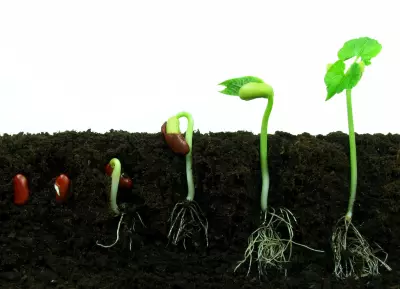 A growing bean plant, showing germination steps.