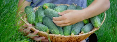 A basket of freshly picked cucumbers.