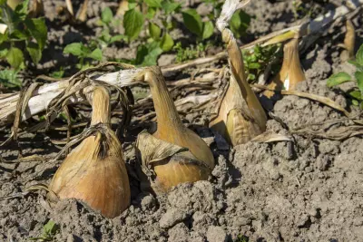 An image of onions in a garden ready to be harvested.
