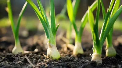 An image of onions growing in the garden.