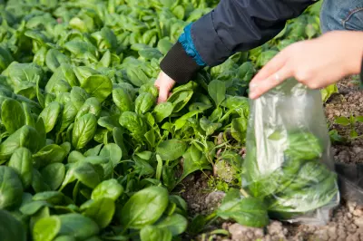 An image of spinach being harvested.
