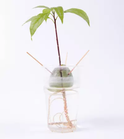 An image of an avocado plant growing from an avocado pit in a glass of water.