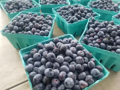 An image of blueberries at a farmer's market.