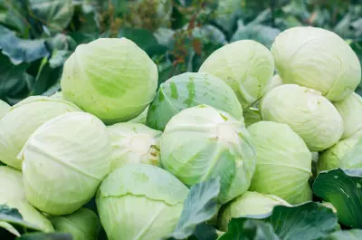 An image of freshly harvested cabbage.