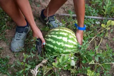 An image of a person harvesting watermelon from the garden.