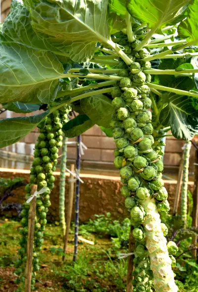 An image of Brussels sprouts growing in the garden.