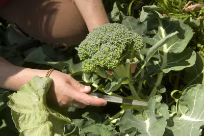 An image of broccoli being harvested from the garden.
