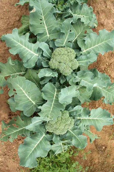 An image of broccoli growing in the field.