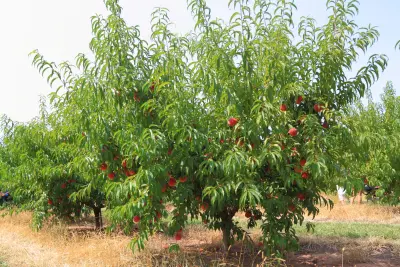 An image of peach trees ready for harvest.